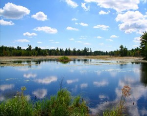 Western NY Lawyer Western NY Lawyer